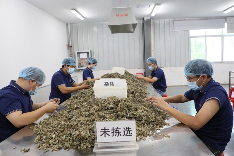 中成药生产